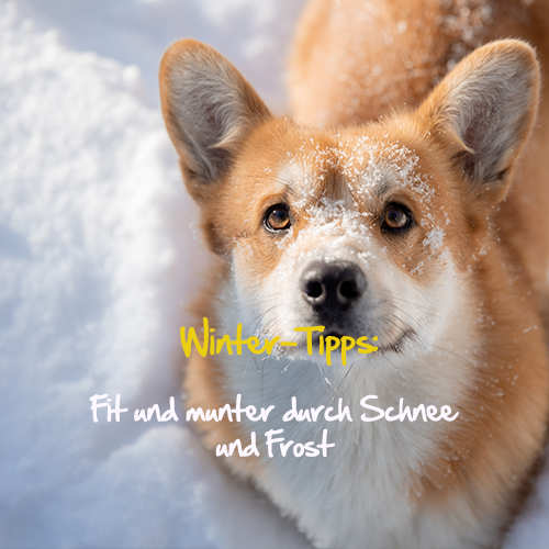 kyli PfotenFIT Pfotenpflege